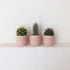 Cactus in colourful ceramic planter